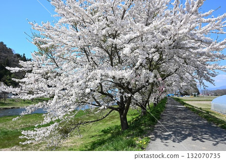 船津川沿岸的櫻花樹（福島縣） 132070735