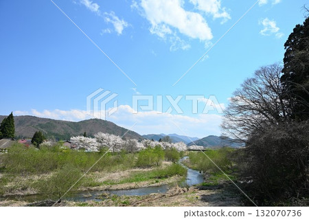 船津川沿岸的櫻花樹(福島縣) 船津川沿岸的櫻花樹(福島縣) 132070736