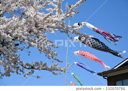船津川沿岸的櫻花樹（福島縣） 132070788
