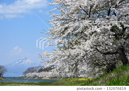 Cherry blossom trees along the Funatsu River and Mount Aizu Bandai (Fukushima Prefecture) 132070819