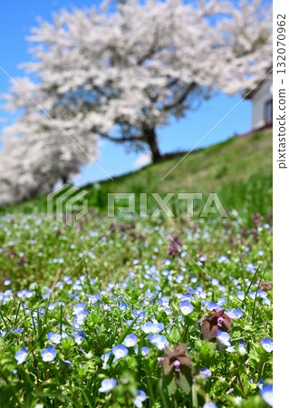 Veronica persica and cherry blossom trees along the Funatsu River (Fukushima Prefecture) 132070962