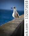 Juvenile Herring Gull looking out to sea 132071658