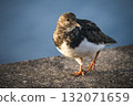 Turnstone on sea wall in golden light 132071659