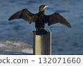 Cormorant drying out in early morning sunshine 132071660