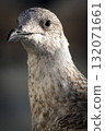 Juvenile Herring Gull portrait against dark background 132071661