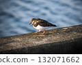 Ruddy Turnstone on sea wall by ocean 132071662