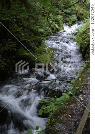 A clear stream flowing through the fresh green forest 132072540