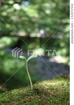 生長在青苔的新芽 生長在青苔的新芽 132072542