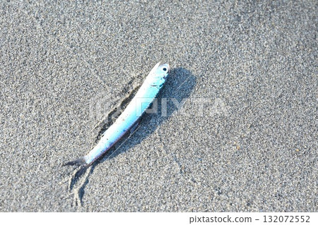 鳀魚 鳀魚 132072552