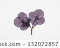 Purple hydrangea on a white background 132072857