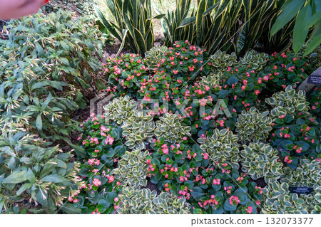 Lush garden bed with pink begonias, variegated plants, and snake plant Lush garden bed with pink begonias, variegated plants, and snake plant 132073377