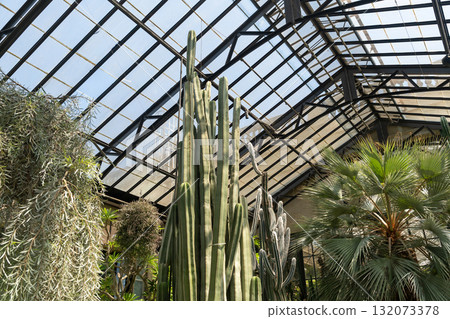 Tall cacti and tropical plants in a sunlit greenhouse 132073378