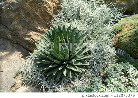 Variety of agave and succulents in a sunlit xeriscape garden Variety of agave and succulents in a sunlit xeriscape garden 132073379