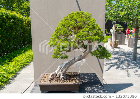 Ancient Juniper bonsai tree on display in an outdoor garden Ancient Juniper bonsai tree on display in an outdoor garden 132073380