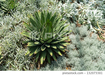 Variety of agave and succulents in a sunlit xeriscape garden 132073381