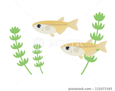 青鱂魚和水生植物的插圖素材 132073385