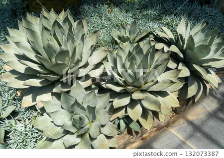 Large agave and succulent plants in a sunny desert garden 132073387
