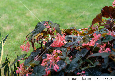 Angel Wing Begonia with pink flowers and white polka dot leaves Angel Wing Begonia with pink flowers and white polka dot leaves 132073396