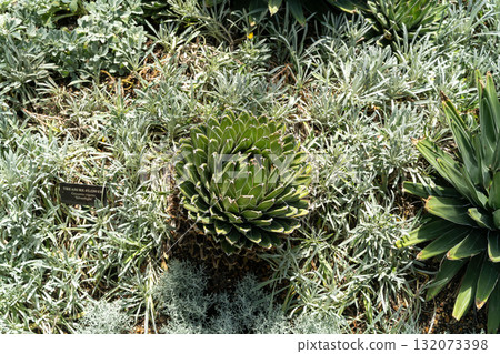 Queen Victoria Agave succulent in a sunlit desert garden Queen Victoria Agave succulent in a sunlit desert garden 132073398