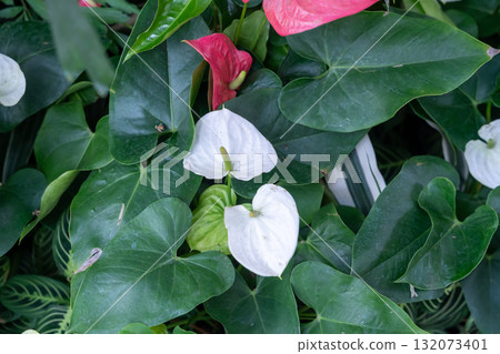Colorful anthurium flowers blooming in a tropical garden Colorful anthurium flowers blooming in a tropical garden 132073401