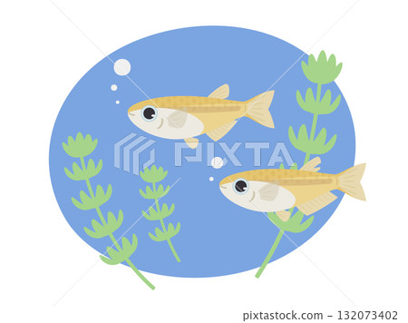 青鱂魚和水生植物在水下游動的插圖素材 132073402