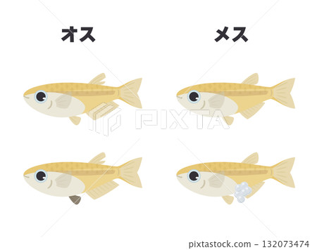 雄性和雌性青鱂魚的特徵圖解 132073474