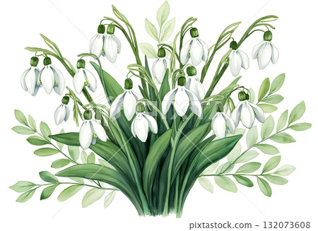 Snowdrop flowers bloom amidst green leaves in a vibrant spring display in a garden setting 132073608