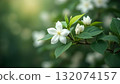 White jasmine flowers bloom on green branches in a tranquil garden during springtime, showcasing nature's beauty and freshness 132074157