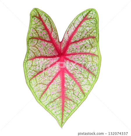 Top view of Caladium bicolor leaf with colorful pink and green isolated on white background 132074337