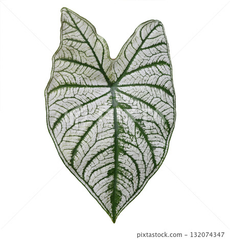 Top view of Caladium bicolor leaf with white and green isolated on white background 132074347
