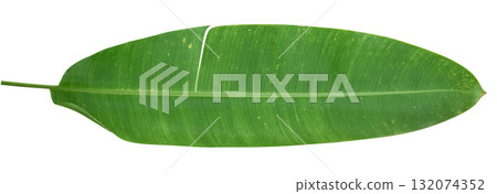 Heliconia leaf isolated on white background 132074352