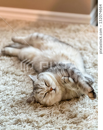 Relaxed fluffy cat is lounging on soft carpet, showcasing its playful nature and comfort in a cozy indoor environment 132074664