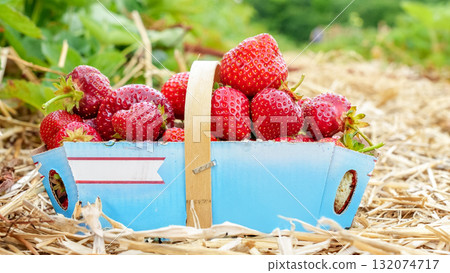 Freshly harvested strawberries in a blue basket resting on straw, showcasing vibrant colors and natural textures in a lush agricultural setting Freshly harvested strawberries in a blue basket resting on straw, showcasing vibrant colors and natural textures in a lush agricultural setting 132074717