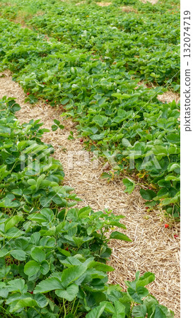 Ripe strawberries growing abundantly in lush green fields, surrounded by straw mulch, showcasing the beauty of agricultural produce and nature's bounty 132074719