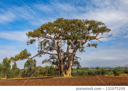 Sycamore Fig tree (Ficus sycomorus) with deep green foliage against a clear blue sky. Amhara Region, Ethiopia. 132075209