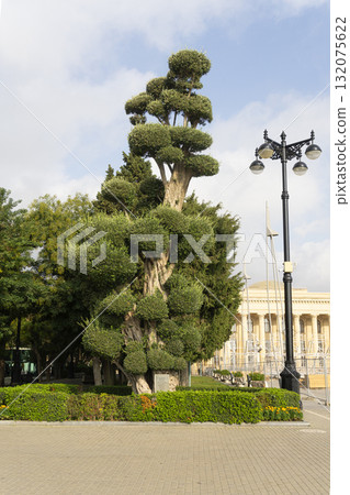the gardens along Bark Boulevard in Baku, Azerbaijan the gardens along Bark Boulevard in Baku, Azerbaijan 132075622