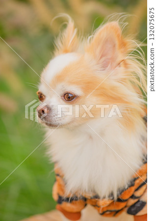 Chihuahua dog in clothes outdoors. Chihuahua dog is white with red spots. 132075675