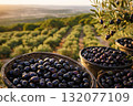 Olive harvest scene with baskets of freshly picked black olives in foreground, olive tree branch with ripe fruit, and orchard rows glowing in golden hour light with copy space 132077109