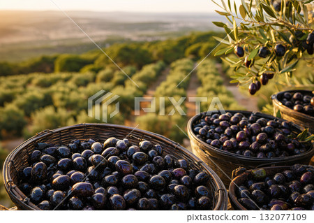 Olive harvest scene with baskets of freshly picked black olives in foreground, olive tree branch with ripe fruit, and orchard rows glowing in golden hour light with copy space 132077109