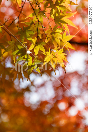 鮮豔的秋葉特寫_垂直 132077164