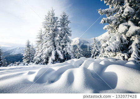 Magical image of spruces glowing by sunlight. Carpathian national park, Ukraine, Europe. 132077428