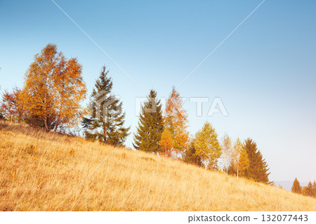 Stunning image of the bright trees in sunny beams. Stunning image of the bright trees in sunny beams. 132077443