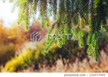 Image of a spruce branch close up. 132077445