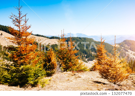 Scenic image of mountain landscape in the sunlight. Locations Carpathian national park, Ukraine. Scenic image of mountain landscape in the sunlight. Locations Carpathian national park, Ukraine. 132077470