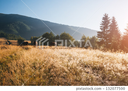 Scenic image of mountain landscape in the sunlight. Locations Carpathian national park, Ukraine. 132077500