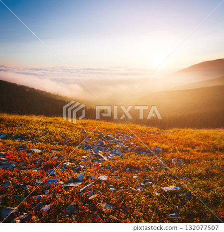 Scenic image of misty valley. Locations Carpathian national park, Ukraine. 132077507