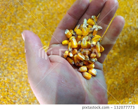 Corn Grain Held in Hand Against a Vibrant Yellow Background of Harvested Corn 132077773