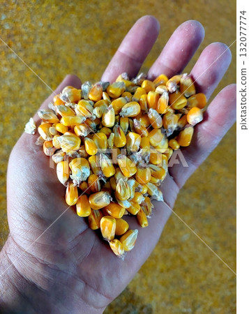 Corn Grain Held in Palm Showcasing Vibrant Color and Natural Texture From a Recent Harvest Corn Grain Held in Palm Showcasing Vibrant Color and Natural Texture From a Recent Harvest 132077774