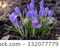 Vibrant purple crocuses blooming in spring garden 132077779