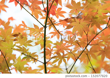 Autumn leaves 132077820
